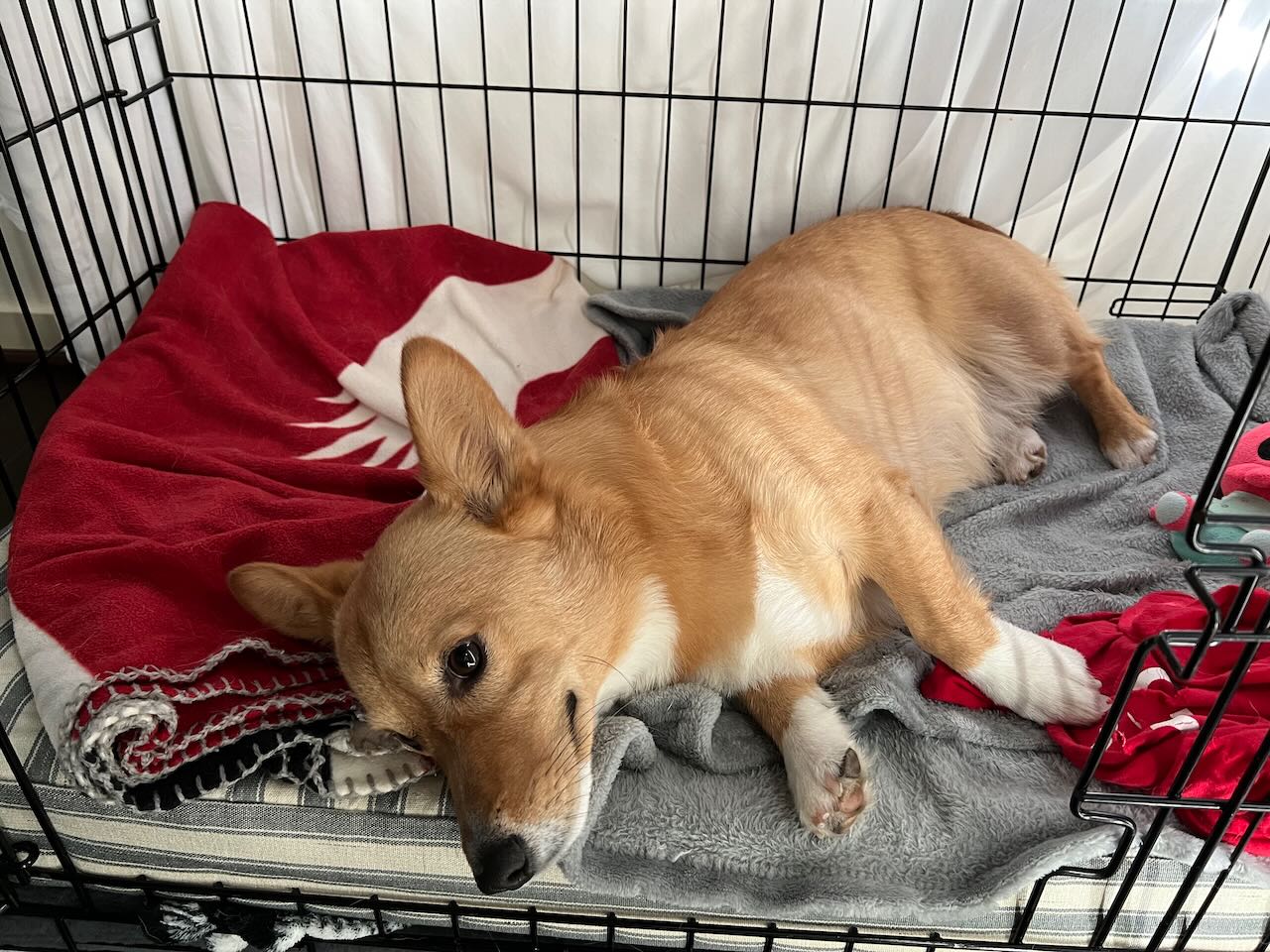 Corgi in dog crate.