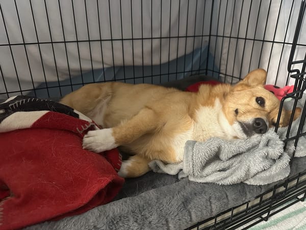 A corgi in a large sized dog crate. The corgi is lying down sideways on blankets in the crate.