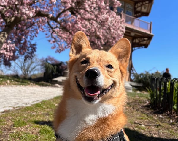 A corgi sitting outside in a park. The corgi is panting slightly which gives the appearance of a smile.